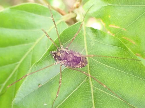 Réf. 261 614 : Platybunus pinetorum